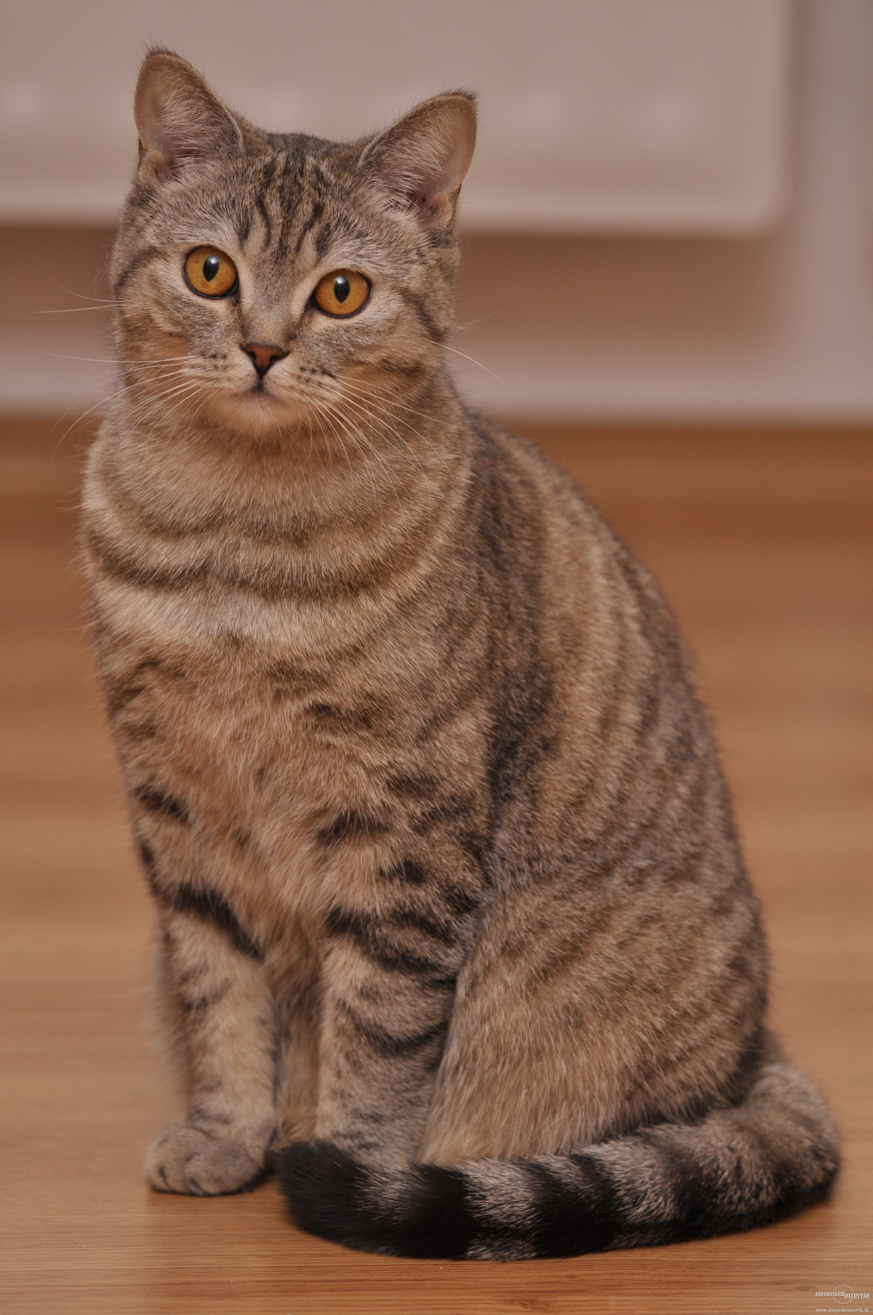 1048198-predaj-britskej-macky-1.jpg